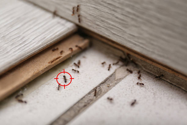Best Cockroach Control Services  in Park Hills, KY