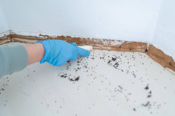 Insect Control in Park Hills, KY